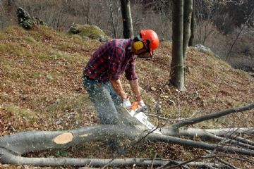 Boscaiolo che taglia un albero abbattuto